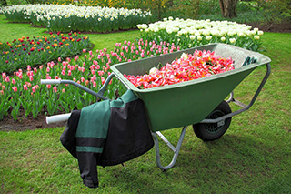 Garden Planting Wicklow Dublin Kildare Carlow Wexford