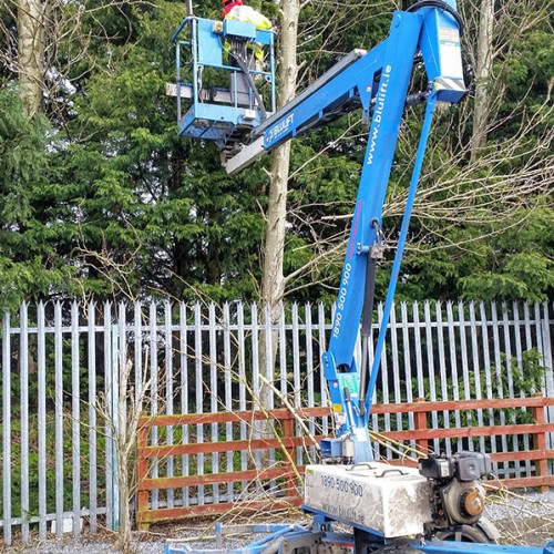 Tree Surgery